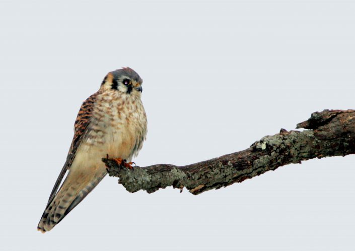 American Kestrel photo by Robert Lin.