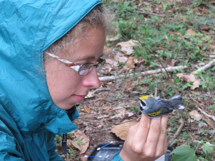 Ruth Bennett, studying GWWA in their wintering habitat, with a recently banded Golden-winged Warbler Photo by Mayron Mejia 