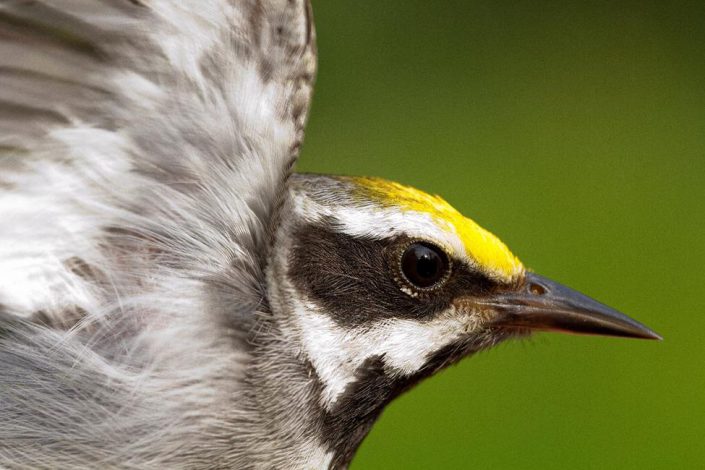 Golden-winged Warbler Photo by D. Kenny Golden