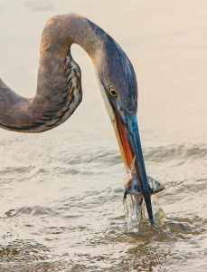 Great blue heron photo by Howie Williams.