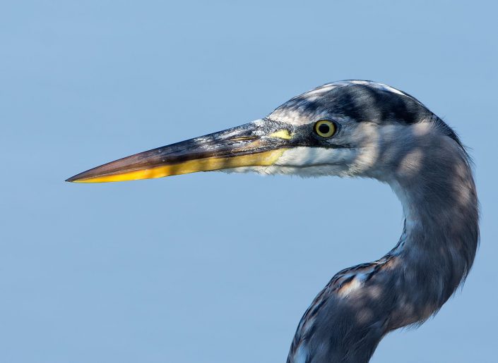 Great blue heron by Howie Williams (8)