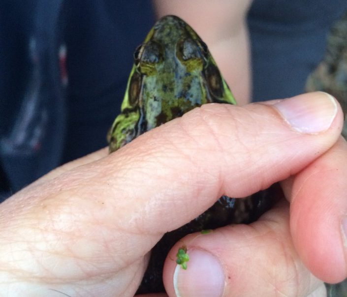 Green Frog photo by Kelly Triece.