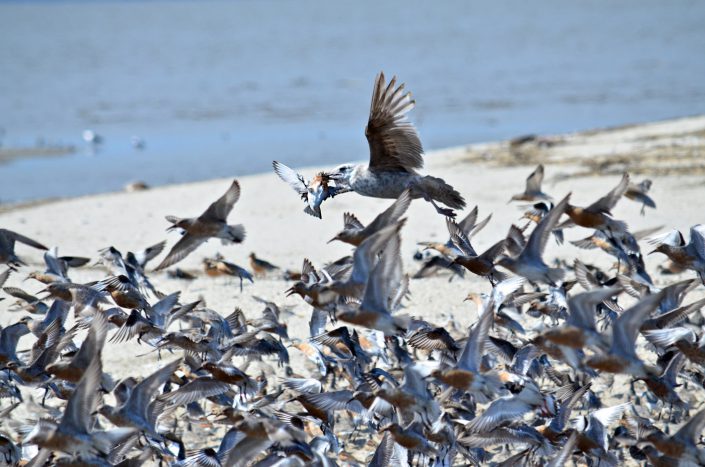 Herring gull hunting red knot, Cooks Beach, New Jersey. Photo by Jack Mace.