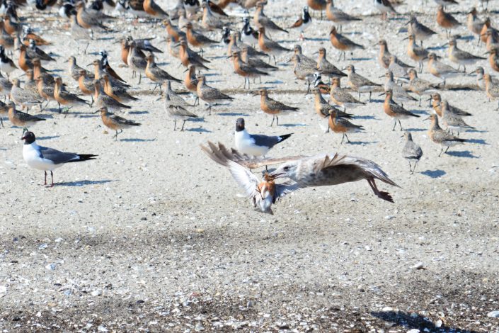 Herring gull hunting red knot, Cooks Beach, New Jersey. Photo by Jack Mace.