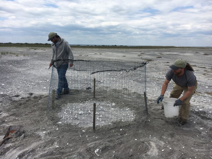 Piping Plover Exclosure