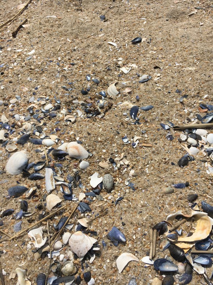 Least Tern Nest