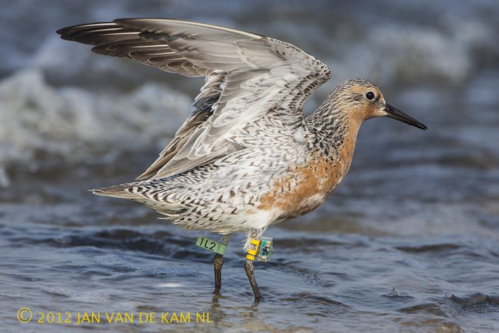 Delaware Bay, New Jersey, USA