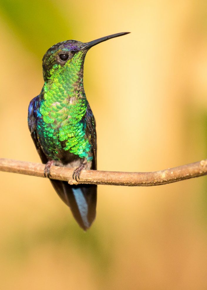 Violet-crowned Wood Nymph. Photo by Laura Jackson