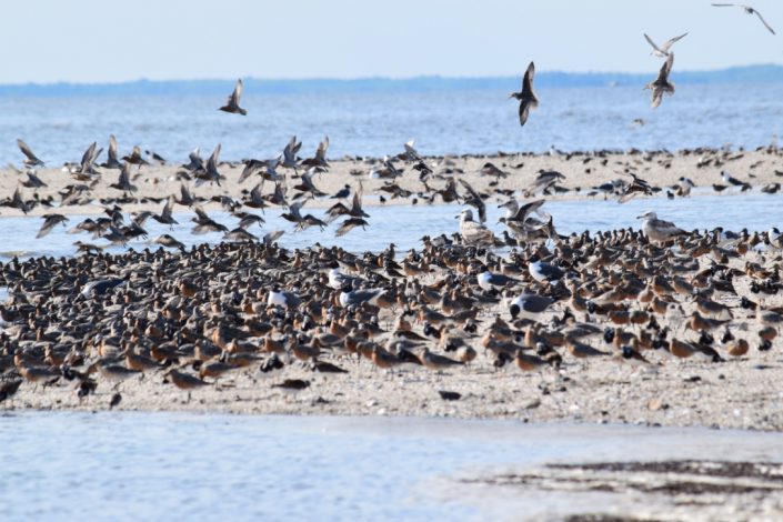 Red Knots on Cooks Shoal. Photo by Stephanie Feigin.