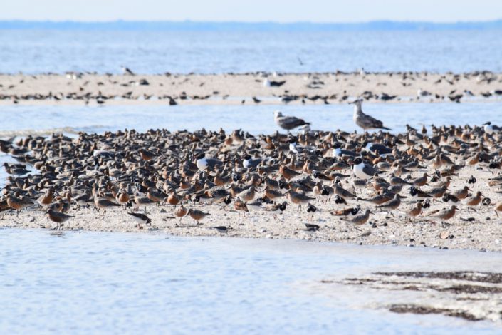 A sandy shoal at the mouth of the nameless creek between Reeds and Cooks Beach. At the time of this picture, over 3,000 knots and 1,000 ruddy turnstones were using the shoal and the inner sandy beach behind the shoal. Photo by Stephanie Feigin.