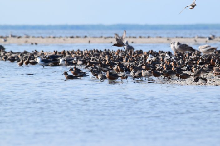 Red Knots on Cooks Shoal. Photo by Stephanie Feigin.