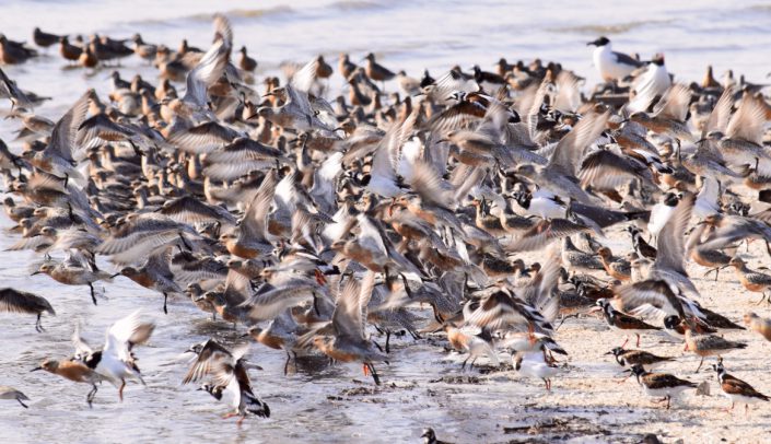 Red Knots in flight on Cooks Shoal. Photo by Stephanie Feigin.