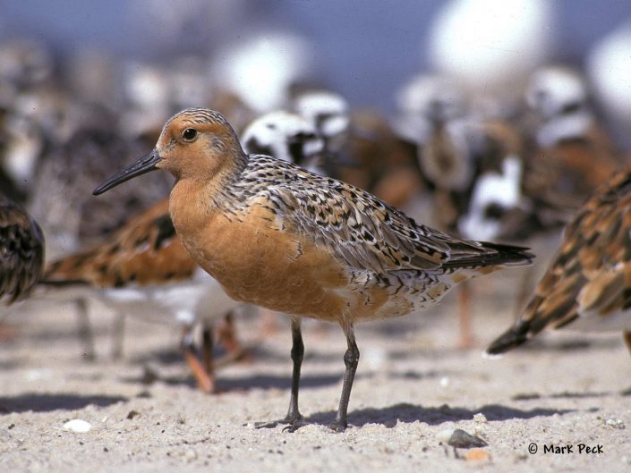 Red Knot photo by Mark Peck.