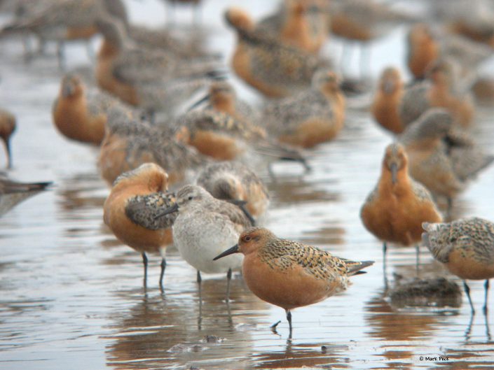 Red Knot photo by Mark Peck.