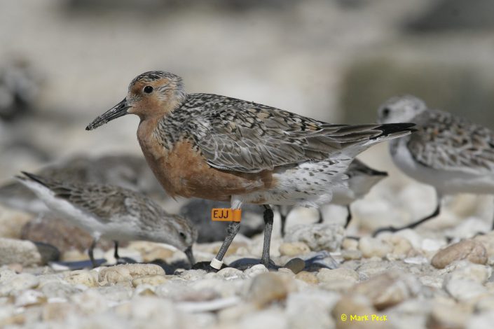 Banded Red Knot photo by Mark Peck.