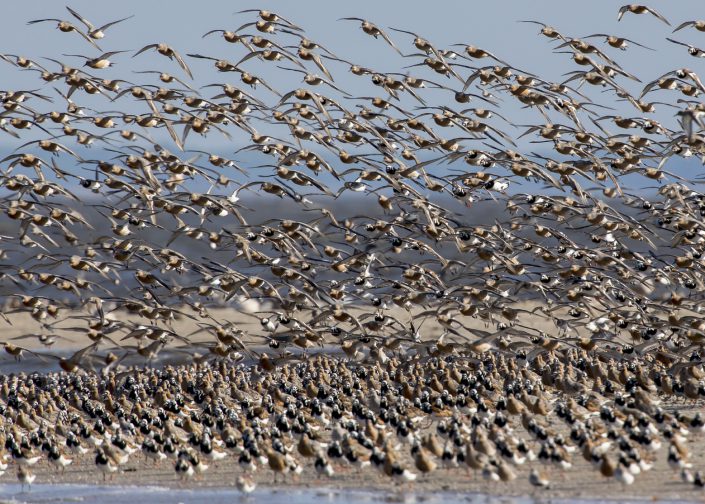 Red Knot photo by Al Janerich.