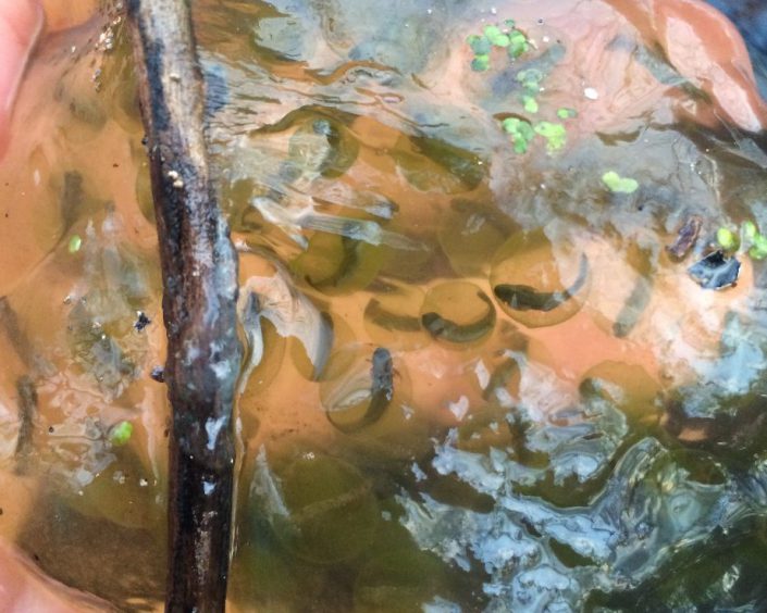 Spotted Salamander Eggs! Photo by Kelly Triece.