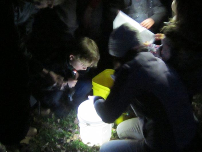 Examining the wildlife found in the vernal pool after dark.