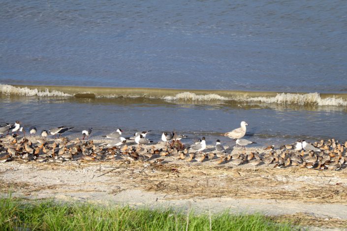 Shorebirds and no horseshoe crabs along the Bay.