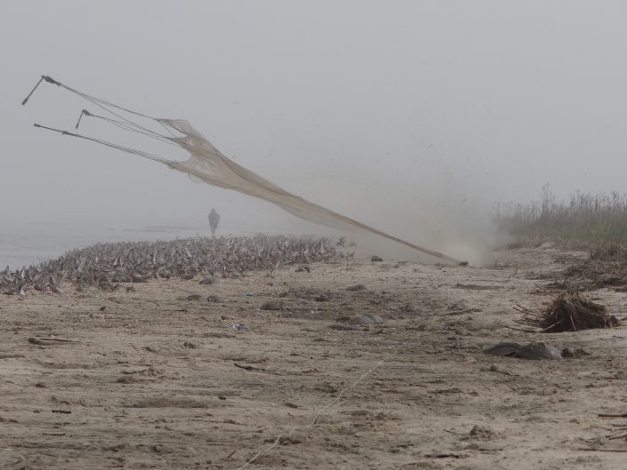 Cannon net firing over red knots on Delaware Bay