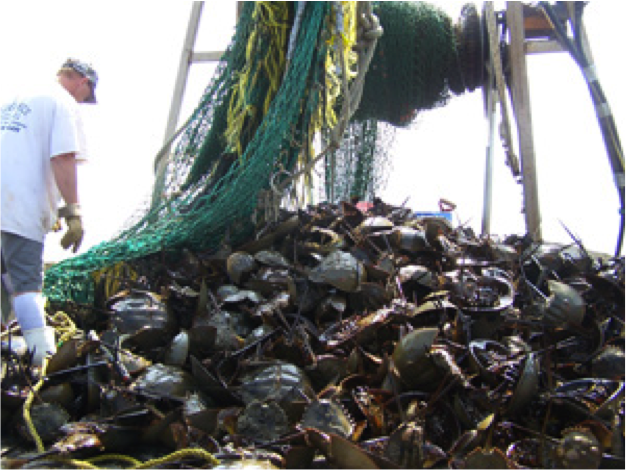 crab harvest