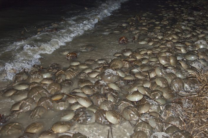 Breeding horseshoe crabs. Photo by Jan van der Kam.