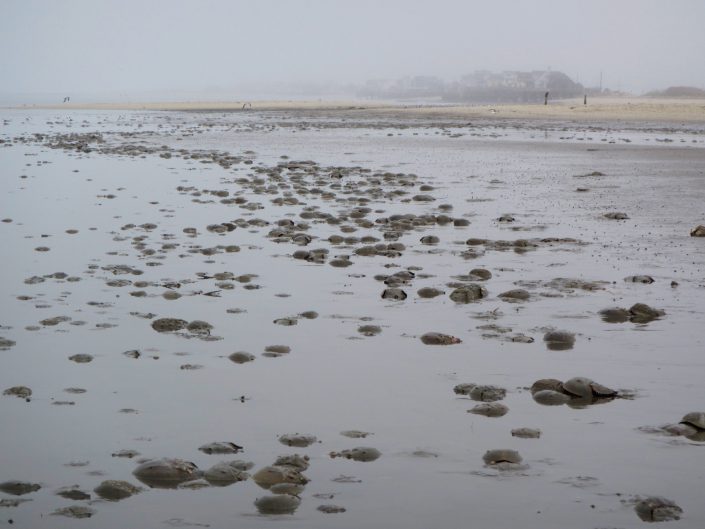 Horseshoe crabs rely on the intertidal flats to forage for marine invertebrate like small clams.