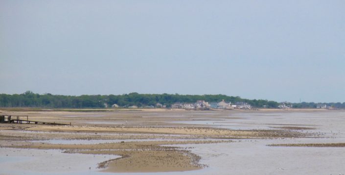 Thousands of red knots, ruddy turnstones sanderling, semi palmated sandpipers use the inter tidal flat near Kimble’s Beach, Delaware Bay. They forage on eggs washed out from the beaches and spread across the flat.