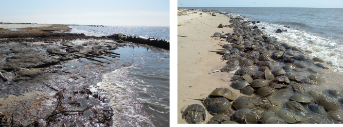 Moore’s Beach before and after restoration by the American Littoral Society and Conserve Wildlife Foundation of New Jersey.