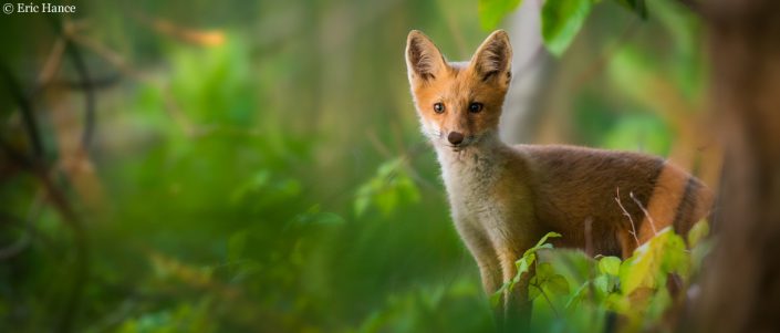 Red fox by Eric Hance.