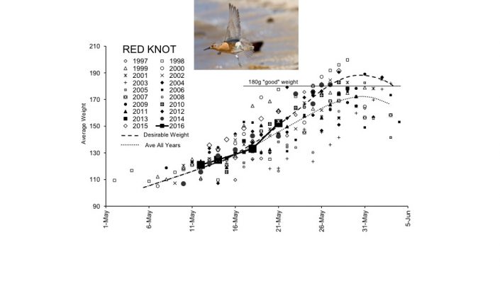 Average Red knot weights from catches made in 1997 to 2016. The most recent are the big squares. So far average weights are following normal pattern of weight gain.