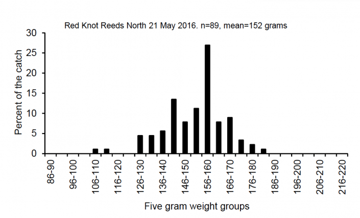 This histogram shows the number of red knots in each weight category in our catch made on May 21. See text for more explanation. 