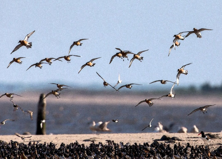 redknots