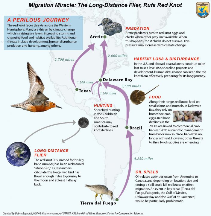 Infographic used from http://www.fws.gov/northeast/redknot/.