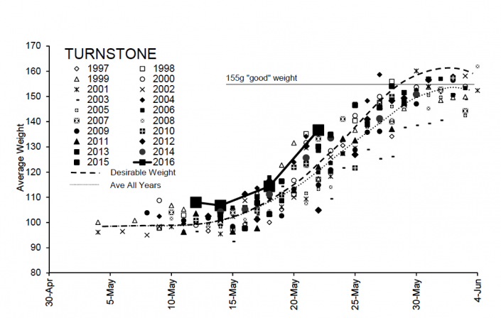 This graph shows the average weights of all ruddy turnstone catches made from 1997 to 2016. 2016 is represented by big squares and shows a very good increase in weights.