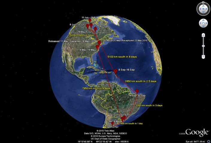 This map shows the flight path of a red knot that was banded and fitted with a geolocator along New Jersey's Delaware Bay.