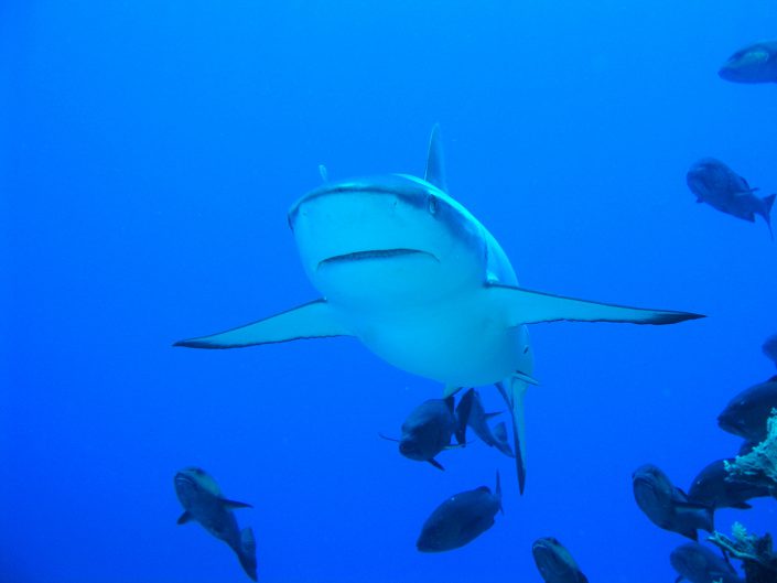 A bull shark. Was this the real culprit behind the 1916 attacks? Photo by Dana T. Parsells.