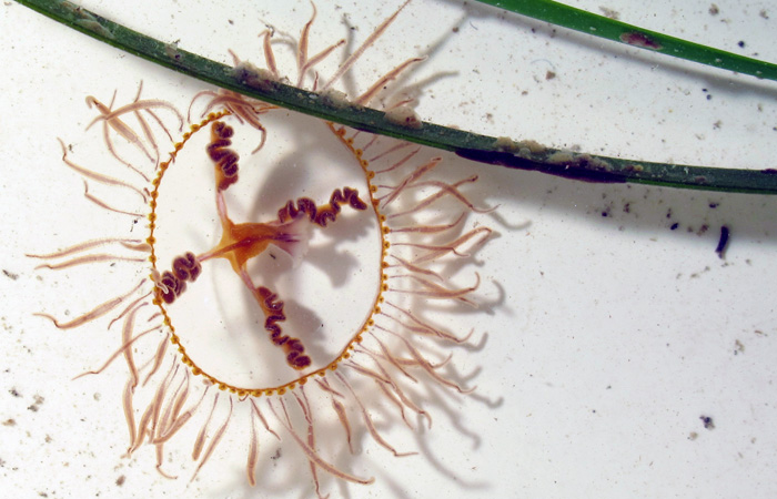 Clinging Jellyfish photo by Dann Blackwood, U.S. Geologoical Survey, Woods Hole