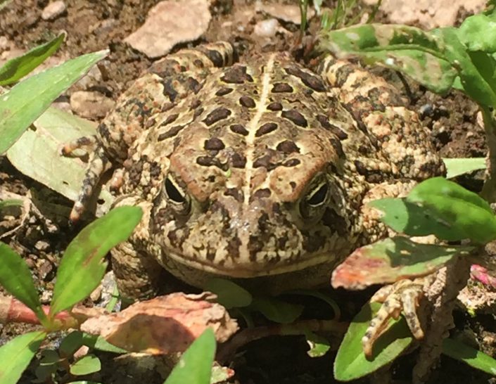 Adult American toad photo by Kelly Triece