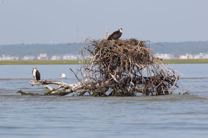 Osprey Nest #3591