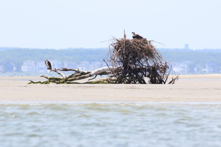 The nest exposed at low tide.