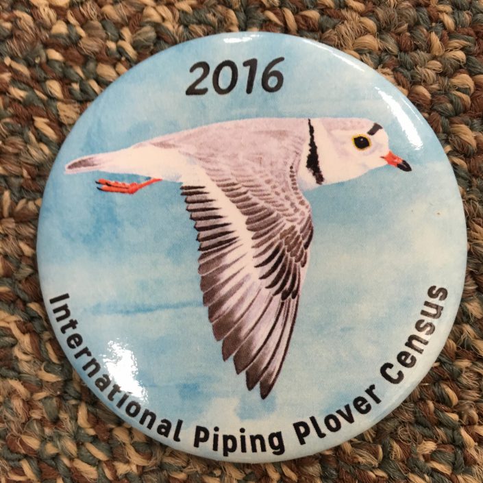 After helping with the winter segment of the International Piping Plover Census in the Bahamas, CWF switched gears this week to help conduct the breeding portion in New Jersey.