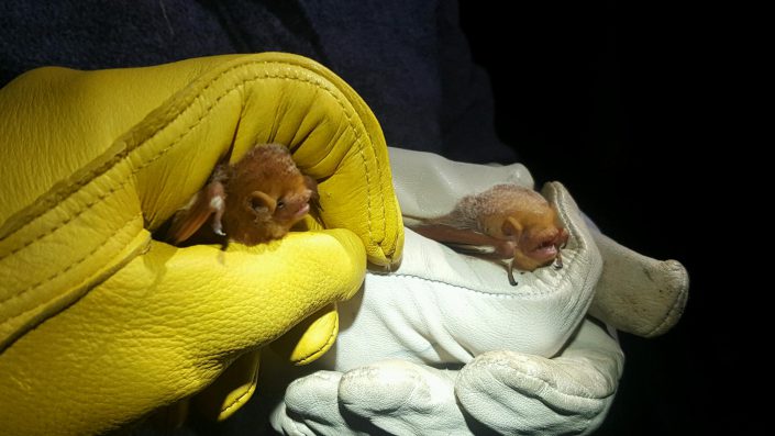 Female (right) and male (left) eastern red bats after being removed from the same net. Photo by MacKenzie Hall.