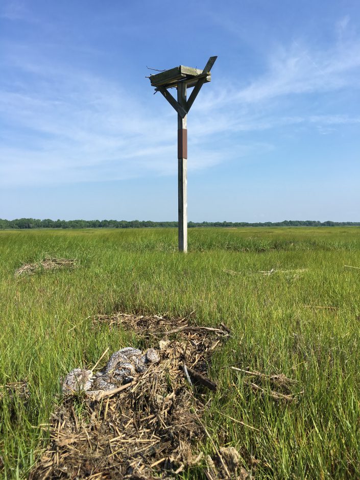 Three young are found below the nest. 