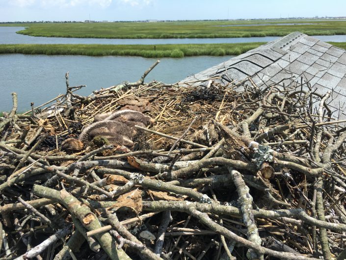 The nest on this old shack seemed to survive the wrath of the high winds.