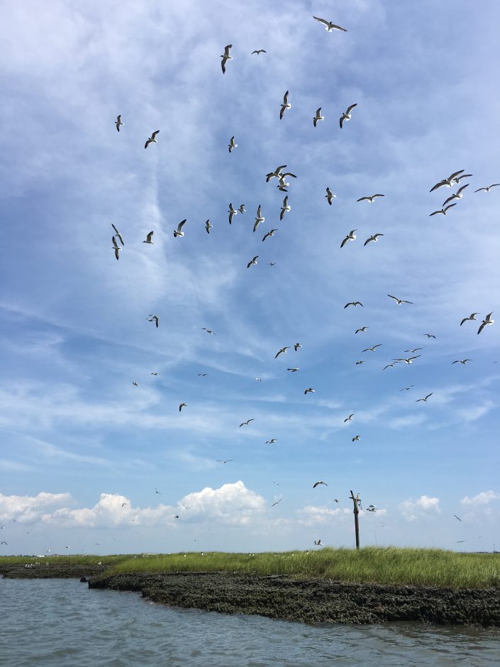 A nest with a broken top and a huge amount of nesting material.