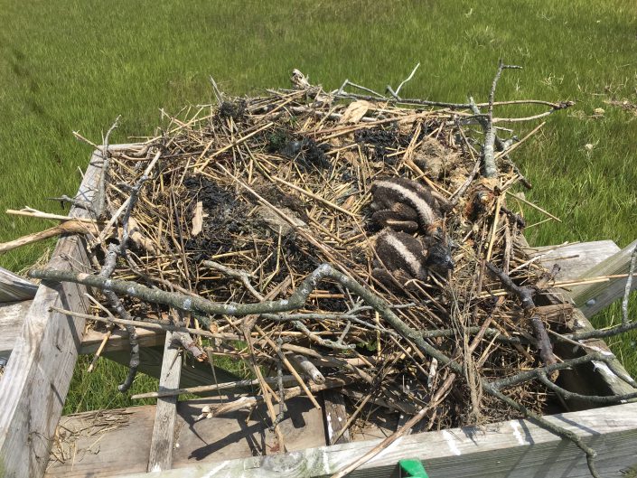 These guys didn't build a great nest or some got pulled off the platform.