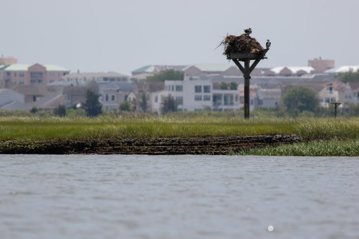 A lucky nestling on a huge nest.