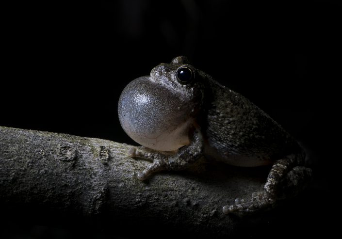 Third Place Winner Matthew Sullivan Northern Gray Treefrog