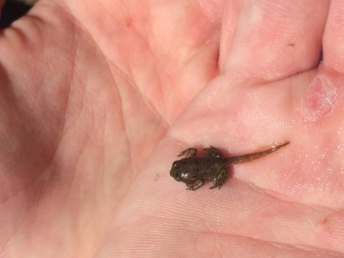 American toad- just metamorphizing into an adult! Photo by Kelly Triece